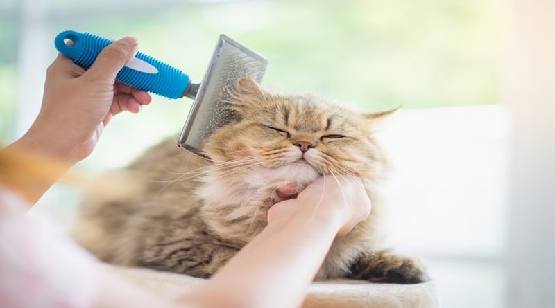 Outlining the Basics of Proper Cat Grooming