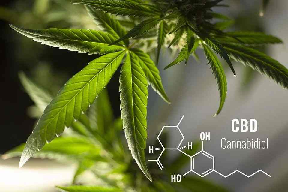 Why do CBD businesses keep growing steadily