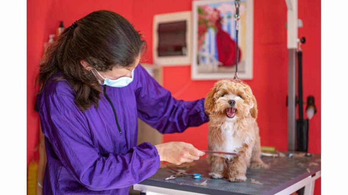 Best Dog Grooming Tools To Pamper Your Dog At Home