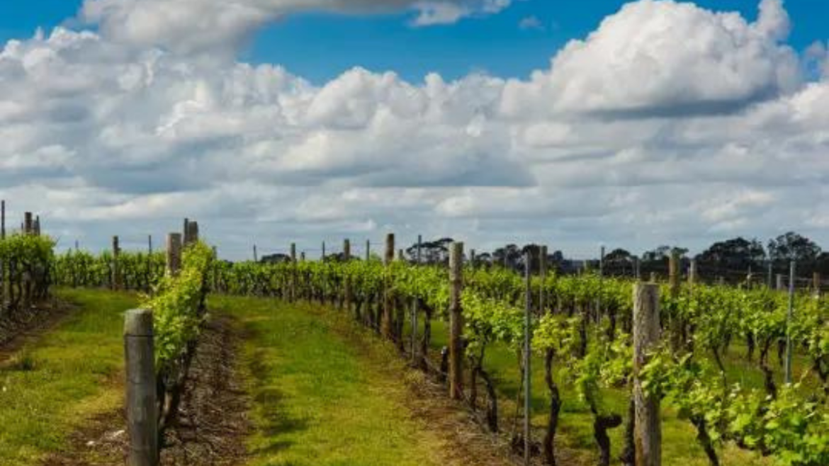 Best Wine Tours Margaret River Indulge in Excellence with Gourmet Food & Wine Tours